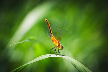 Golden Dragonfly on Grass Blade