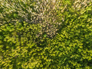 Beautiful Aerial View of Green Grass Hill in Buru Island, Maluku, Indonesia