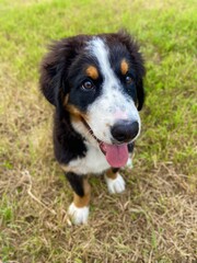 bernese mountain dog puppy on the grass