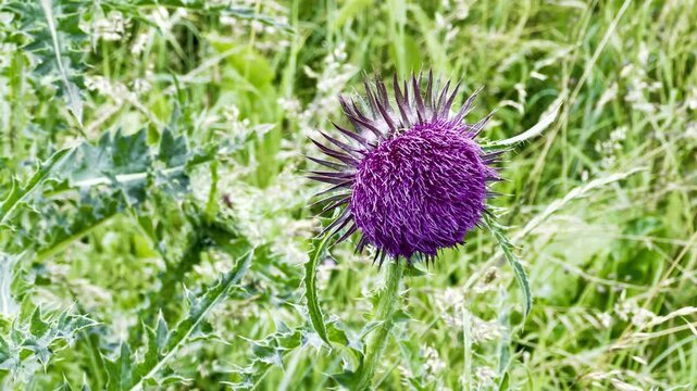 Macro Close-up of Musk Thistle (Carduus nutans L.) in Natural Habitat with Vibrant Purple Bloom and Spiny Green Foliage