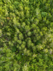 Beautiful Aerial View of Green Grass Hill in Buru Island, Maluku, Indonesia