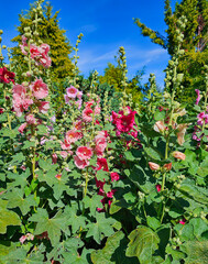 Alcea, commonly known as hollyhocks, is flowering plants in the mallow family. The flowers may be solitary or arranged in fascicles or racemes. 
