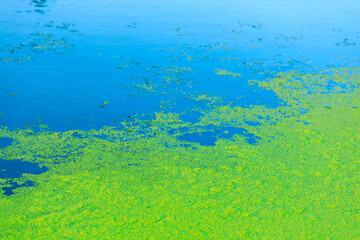above the water is green duckweed, swampy terrain