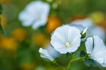 A close up of a white flower with a yellow background