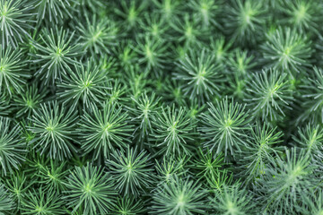 a solid background of green plants is cypress milkweed