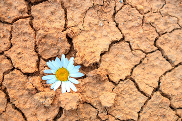 A daisy flower on the ground with cracks. clay earth with cracks and chips