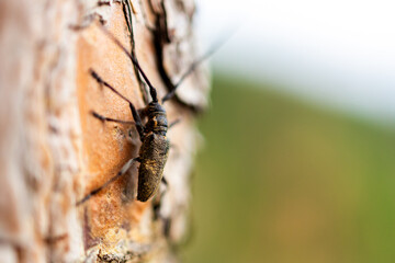 A bug is on a tree trunk