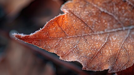 Close-up of a frost-covered autumn leaf highlighting intricate textures and colors in nature's...