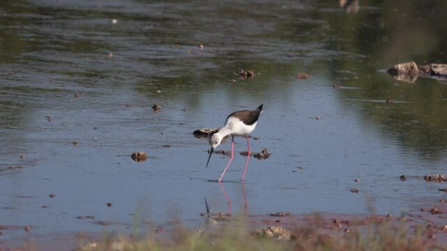 Black Necked Stilt at the Great Salt Lake