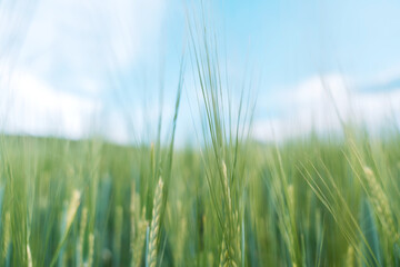 Green ears of wheat close up against blue sky.