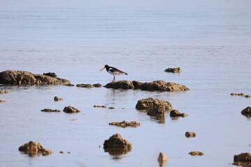 Magpie Sandpiper searching for shells