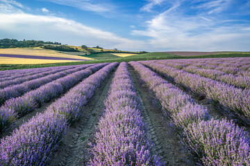 Reihen von Lavendel im Vordergrund, grüne und gelbe Felder im Hintergrund, blauer Himmel mit weißen Wolken