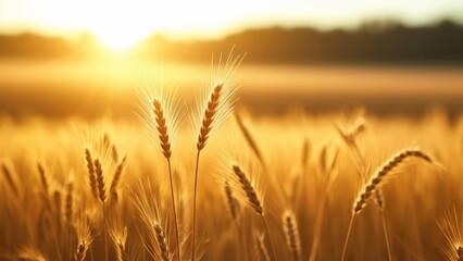  Harvests golden glow at sunrise