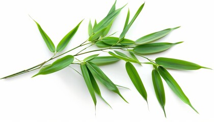 Fototapeta premium Bamboo leaves on white background isolated Leaf object clipping path included