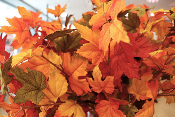 autumn composition of colorful leaves