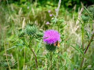 Macro Close-Up of a Vibrant Purple Thistle Flower with a Brown Butterfly Feeding, Surrounded by Sharp Spiky Bracts in a Green Meadow