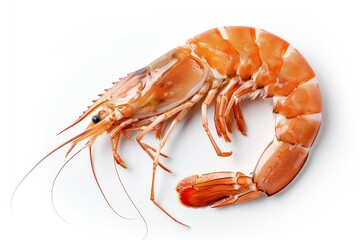 Large raw langoustine shrimp isolated on white Top view