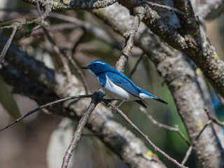 Ultramarine Flycatcher sitting on a branch of tree in search of food.