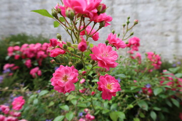 róże różowe w ogrodzie © NitroB