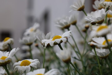 Kwiaty białe © NitroB