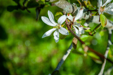 Beautiful magnolia flowers. Blooming magnolia tree in the spring. Selective focus. White magnolia flower closeup.