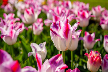 Vibrant pink tulips lit by sunlight. Soft selective focus, tulip close up. Bright colorful tulip photo background.