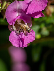 Close up of bee coming out of a pink flower