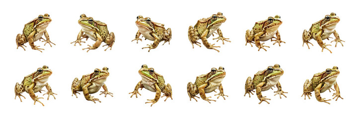Set of A green-bodied frog and a brown-bodied frog with detailed textures isolated on tranparent background