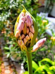 Unfolding blossom in pre-bloom stage of an Agapanthus in July