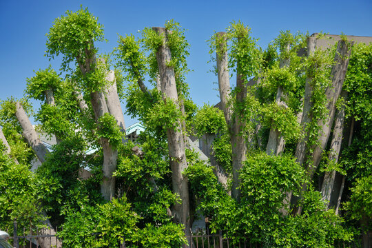 Tall trimmed trees with fresh green leaves sprouting from tree trunks, shot against clear blue sky. Lush greenery contrasts with the bare tree trunks, indicating a season of new growth.