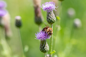honey bee on thistle