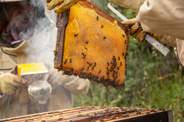 Beekeepers examining a frame full of honey out of beehive wearing protective suits and using smoker