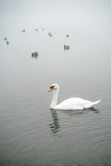 Young beautiful swan on a pond in a foggy morning in the park. Lonely white bird portrait close up. Autumn scenery with animals