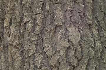 The textured surface of the bark of an oak tree has characteristic deep cracks. Medicinal and industrial properties of natural materials for use in a wide range of industries