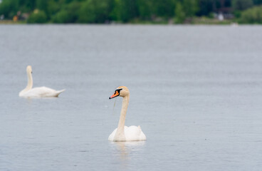 Two Graceful white Swans swimming in the lake, swans in the wild