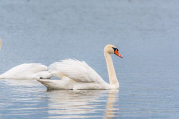 Obraz premium Graceful white Swan swimming in the lake, swans in the wild. Portrait of a white swan swimming on a lake.