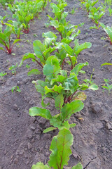 lettuce in the garden