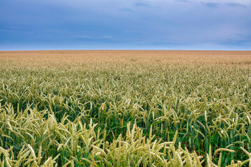 Juicy fresh ears of young green wheat on nature in spring summer field close-up of macro. Green Wheat field blowing in the rural Indian fields. Germany.