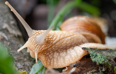 Ślimak na Drewnianym Pniu.  Zdjecie makro ślimaki. Skorupiaki i mieczaki.  © ff25