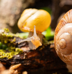 Slimaki w naturalnym srodowisku. Harmonia życia w mikroświecie. Slimak winniczek. Hodowla slimakow. © ff25