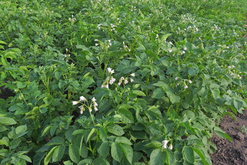 green grass in the garden