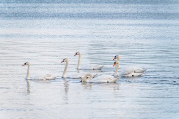 Graceful white Swans swimming in the lake, swans in the wild