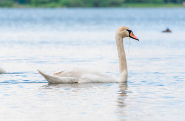 Graceful white Swan swimming in the lake, swans in the wild. Portrait of a white swan swimming on a lake.