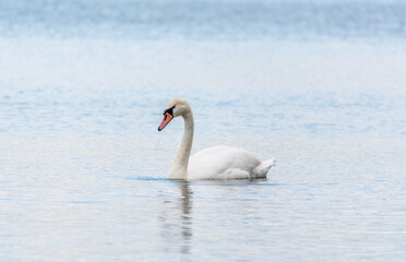 Graceful white Swan swimming in the lake, swans in the wild. Portrait of a white swan swimming on a lake.