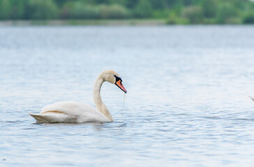 Obraz premium Graceful white Swan swimming in the lake, swans in the wild. Portrait of a white swan swimming on a lake.