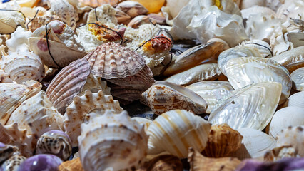 Muschelsammlung © Isnurnfoto.