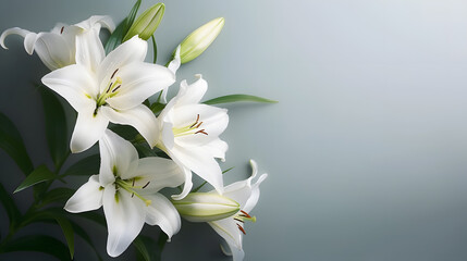 branch of white lilies flowers, mourning or funeral background, condolence card with copy space for text