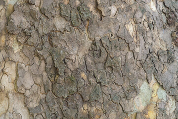 Deep cracks in the outer surface of the bark of the Platanus orientalis tree close-up with perspective. Artistic natural backgrounds in nature for use in artworks