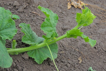 lettuce growing in the garden
