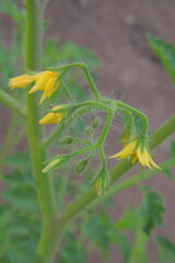 sunflower in the garden